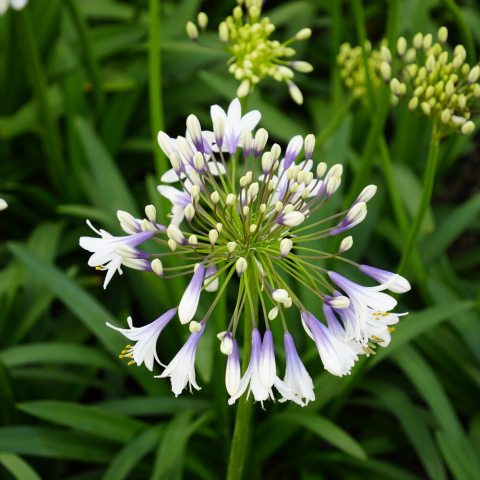 Large, bicolour white-and-purple, trumpet-shaped flowers.