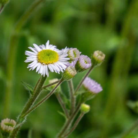 Hairy, foliage and violet-to-white, daisy-like flowers on 2-foot stems. 