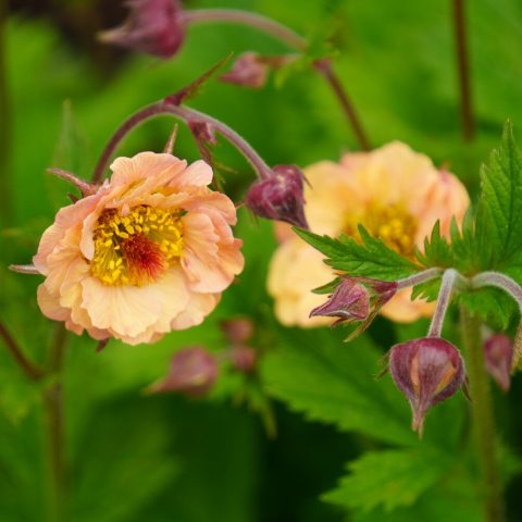 Ruffled, semi-double apricot-peach flowers with soft rose blushes.
