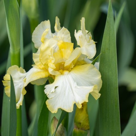 Large yellow and white flowers against green foliage.