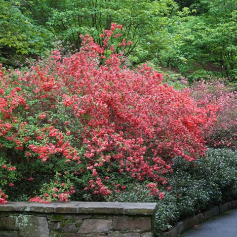 Evergreen shrub with vibrant, tubular orange-salmon flowers. 