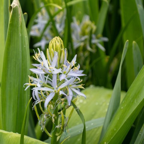Three-foot racemes of pale, sky-blue, star-shaped flowers with yellow anthers and ivory-green centers.