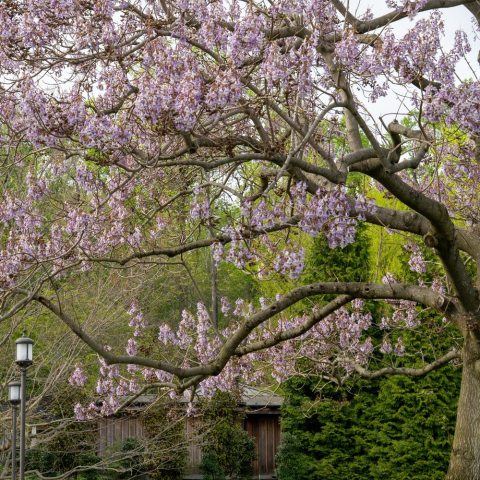 Clusters of small pink flowers growing on limbs.