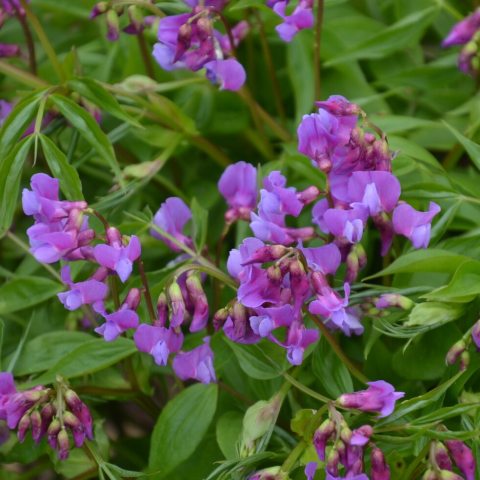 Classic pea-like shaped vibrant-purple flowers with distinct wings.