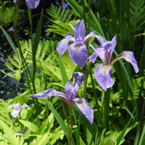 Showy violet-blue to purple flowers with yellow-green, veined falls and slender, sword-shaped leaves.