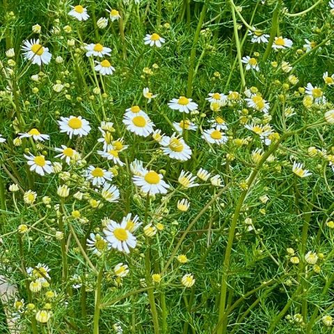 Small daisy-like flower heads with finely divided, thin, and feathery leaves.