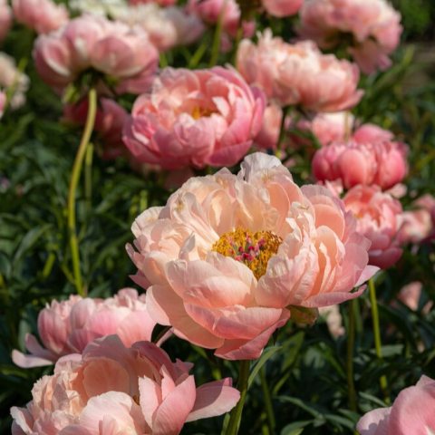 Color-changing herbaceous perennial, famous for its stunning semi-double blossoms that gradually transition from deep hot coral to soft peach, and finally to creamy white or butter-yellow as they mature.