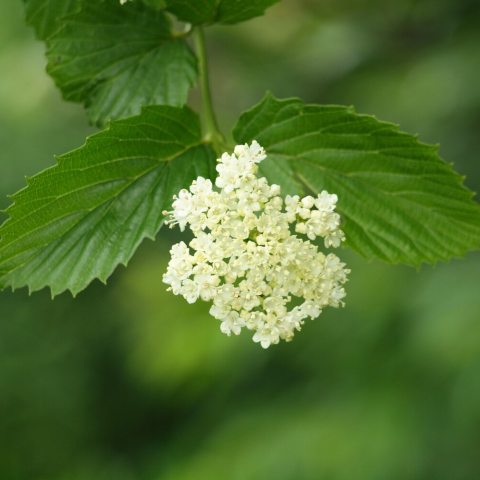 Upright-arching, coarsely toothed, dark green leaves, with creamy-white, flat-topped flower clusters .