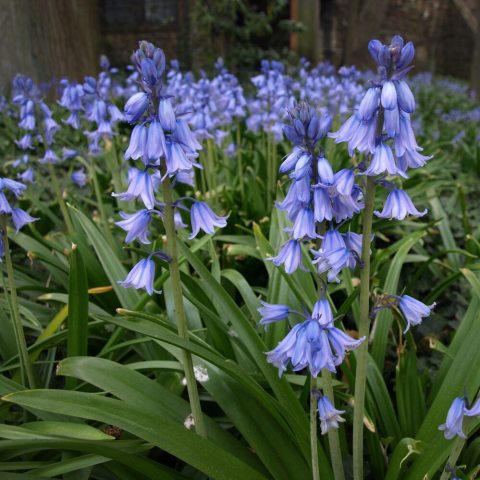 Vibrant, bell-shaped blue flowers 