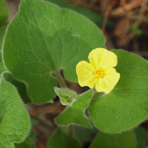 Small, yellow flowers with cupped petals and big, heart-shaped pubescent green leaves.