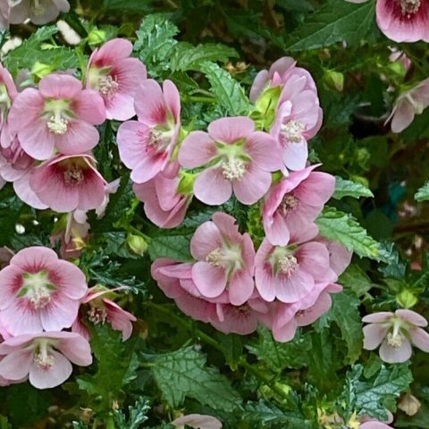 Small, cup-shaped mauve to pale pink flowers, with darker red centers .