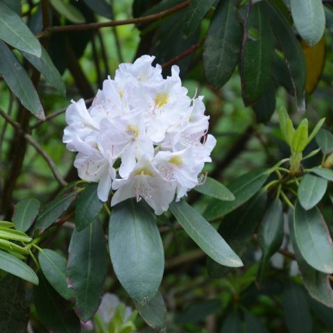 Broadleaf evergreen shrub known for producing large, conical trusses of pure white flowers.