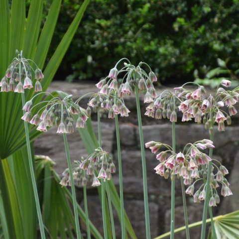 Tall, sturdy stems topped with graceful, pendulous clusters of bell-shaped flowers in beautiful cream, sage-green, and burgundy tones.