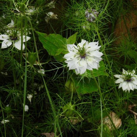 The star-shaped white blossoms rest in a feathery, mist-like nest of lacy green bracts.