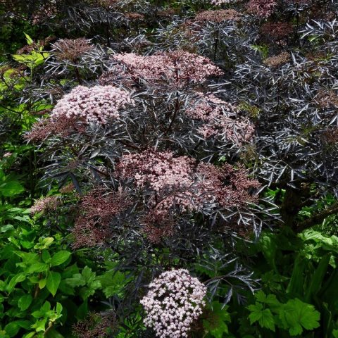 Small pinkish-white flowers in a head above dark purple foliage.
