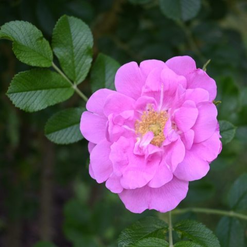 Semi-double, medium-pink flowers with yellow stamens. 