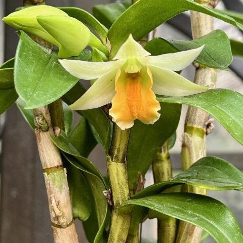 White to creamy-yellow flowers with a vivid orange-to-red, fringed lip.