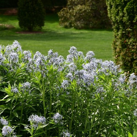 Feathery, thread-like foliage, it produces clusters of star-shaped, powdery-blue flowers.