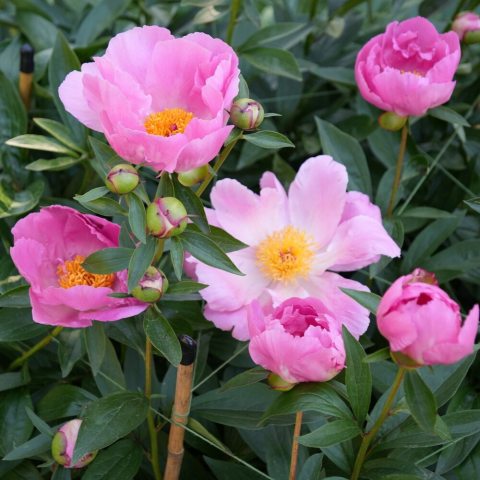Striking, single-form blossoms featuring rounded, bright rose-pink petals and a glowing center of golden-yellow stamens.