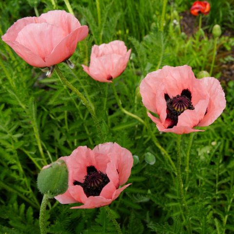 Massive, 6 to 8 inch cup-shaped flowers with delicate, crepe paper-like petals in a soft salmon-pink hue.