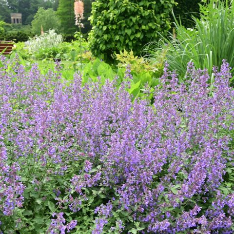 Profuse, fragrant spikes of lavender-blue or lilac flowers. 