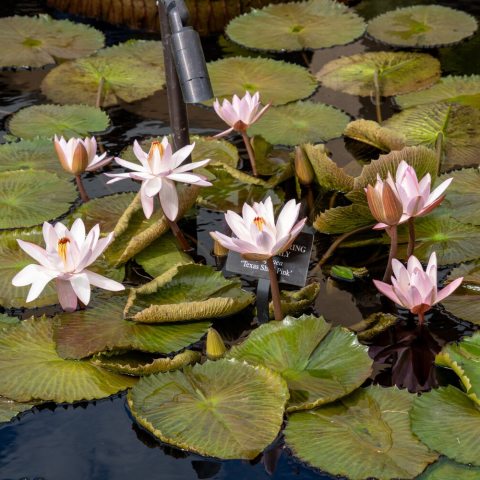 Pastel pink petals that resemble the inner coloration of a seashell. 