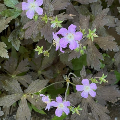 Striking chocolate-brown to bronze-purple foliage and pale pink-lavender flowers.