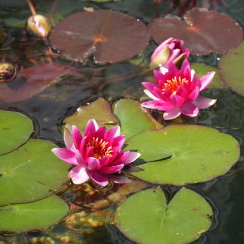 Vibrant, cup-shaped crimson-magenta flowers with garnet-rose stamens.