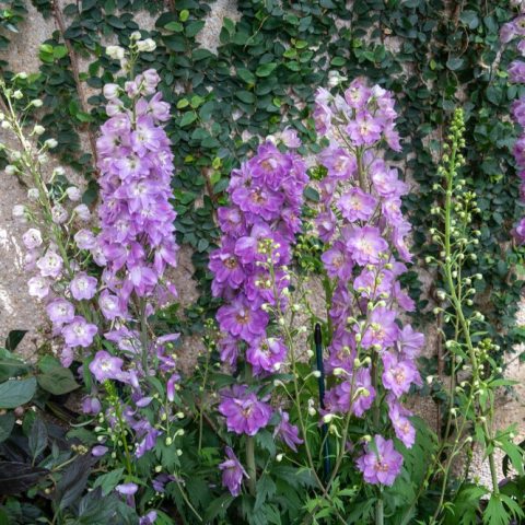 Tall spikes covered in large, semi-double, lavender-pink flowers with dark or white centers.