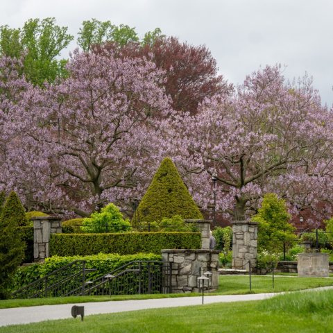Clusters of small pink flowers growing on limbs.
