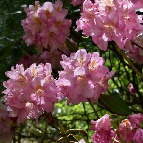 Large, fragrant, soft pink, funnel-shaped flowers 
