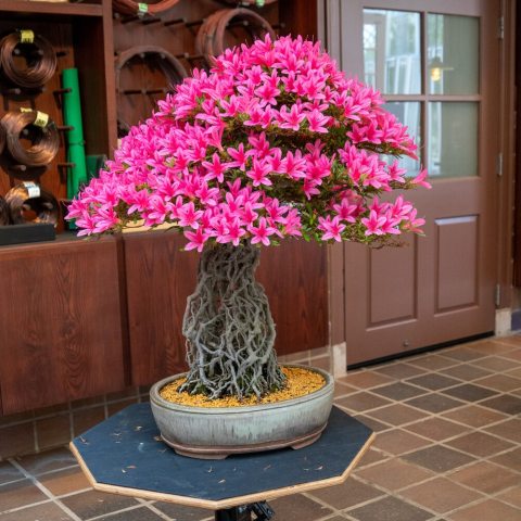 Azalea bonsai with bright funnel-shaped pink blooms in shallow container.