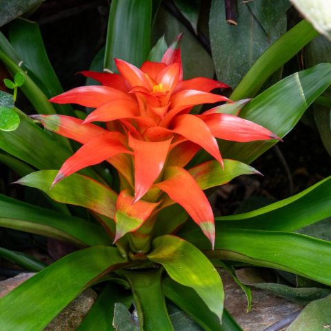 Star-shaped inflorescence, the true flowers are small and white, surrounded by vibrant, orange, showy bracts. 