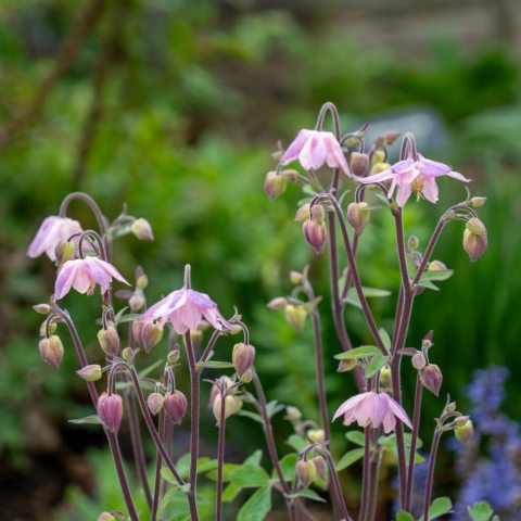 Fully double, spurless, star-shaped pink flowers. 