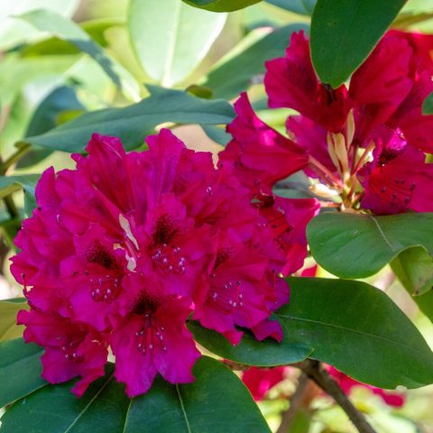 Crimson to hot pink flowers with brown or red markings and frilly edges. 