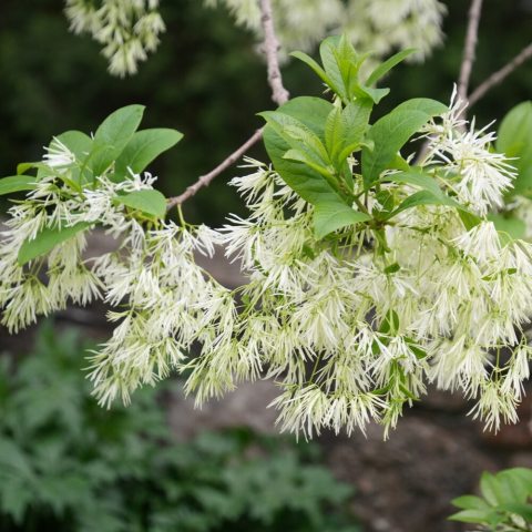 Small, deciduous shrub or tree known for its fragrant, airy, creamy-white flowers that resemble fringe or tassels.