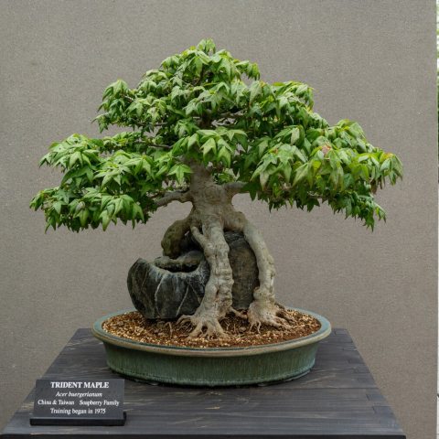"Root-over-rock" style tree characterized by a dense canopy small, of three-lobed leaves that resemble a trident.