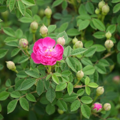 Miniature rose with small double, deep pink flowers.