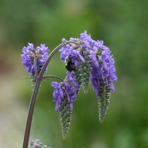 Graceful, arching stems that feature dangling, dark violet-blue flower clusters.