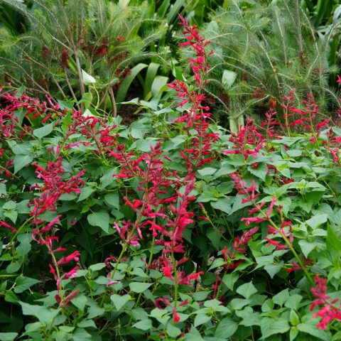 Spikes of bright red tubular flowers. 