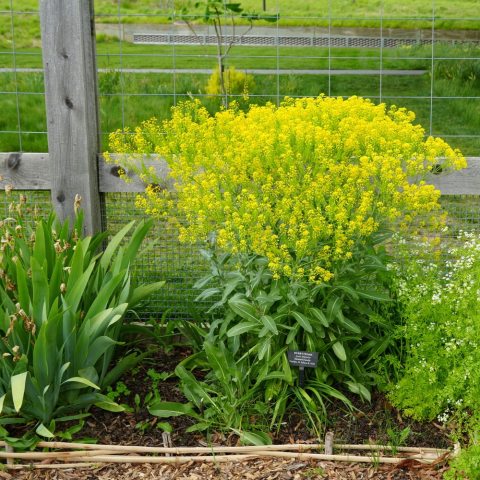 Small, bright yellow flowers with four petals arranged in dense, flat-topped to elongated clusters 