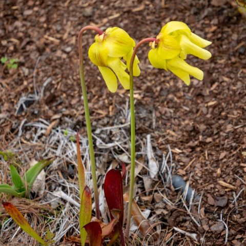 Tall, nodding, trumpet-shaped leaves and showy, bright yellow flowers. on erect stalks.