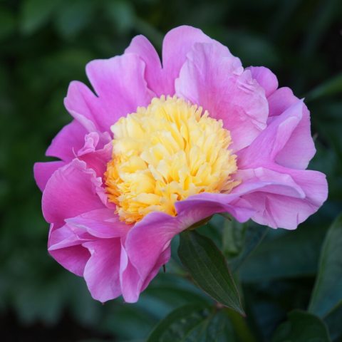 Single flower form, deep rose-pink petals with a bright yellow center.  