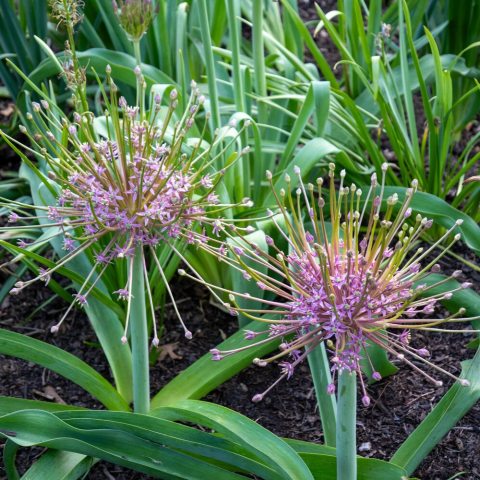 Striking ornamental bulb celebrated for its massive, starburst-like flower heads.
