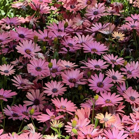 Petals begin as a pale coral-red or shell-pink and mature into lighter ombre shades, often with white overtones and a subtle purple flush at the base.