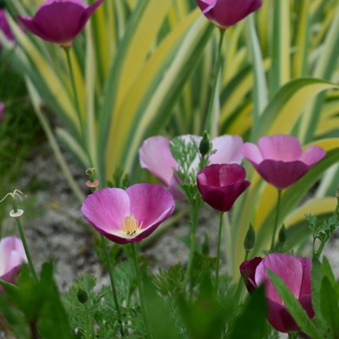Vibrant, solitary, pinkish-maroon cup-shaped flowers, with feather, light blue-green foliage. 