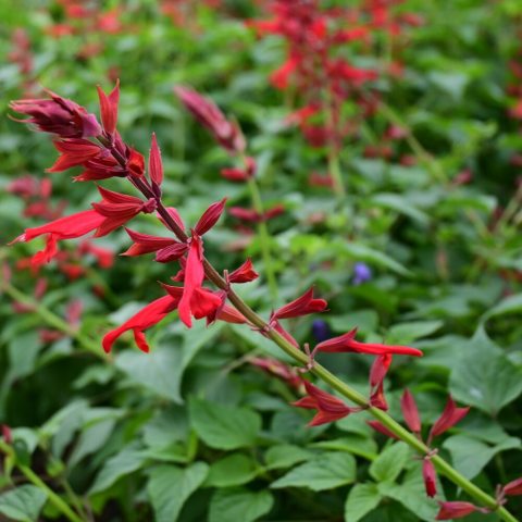 Spikes of bright red tubular flowers. 
