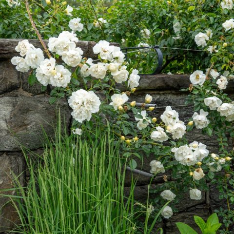 A vigorous, large-flowered, creamy to  snow-white climbing rose.