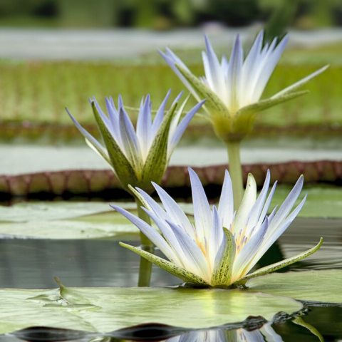 Star-shaped pale blue-to-mauve petals that fan outward, smoothly transitioning to a golden-yellow center.