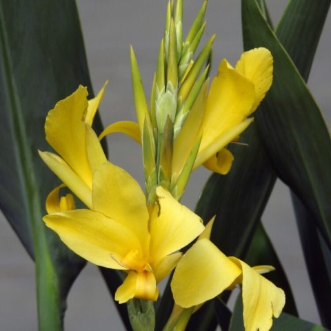 Bright, crisp, canary-yellow flowers that emerge on sturdy spikes. 